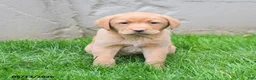 Labrador Retriever dogs for sale: Elton - Ad 5