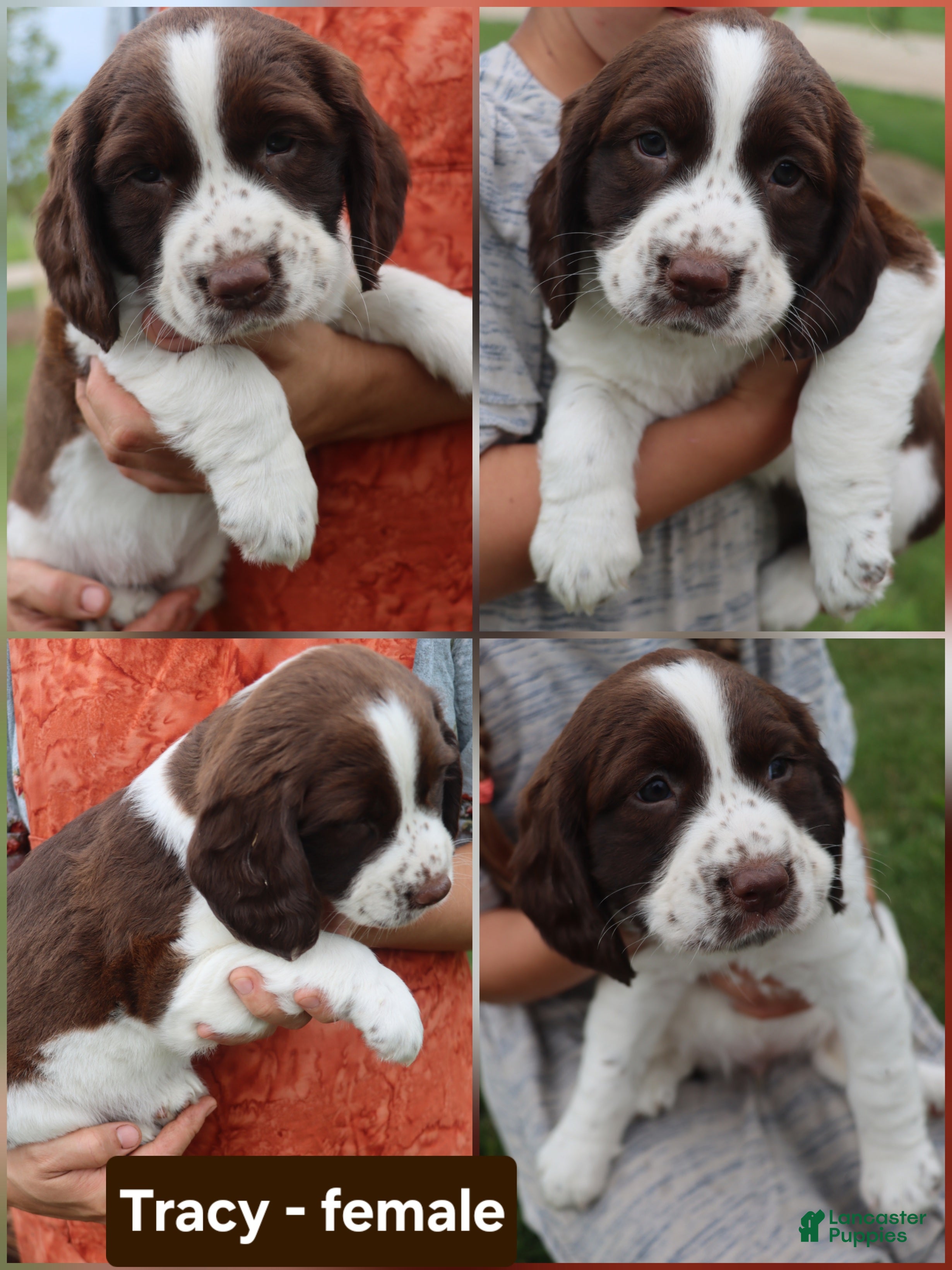 English Springer Spaniel dogs Tracy  - Ad 23