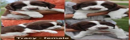 English Springer Spaniel dogs for sale: Tracy  - Ad 1