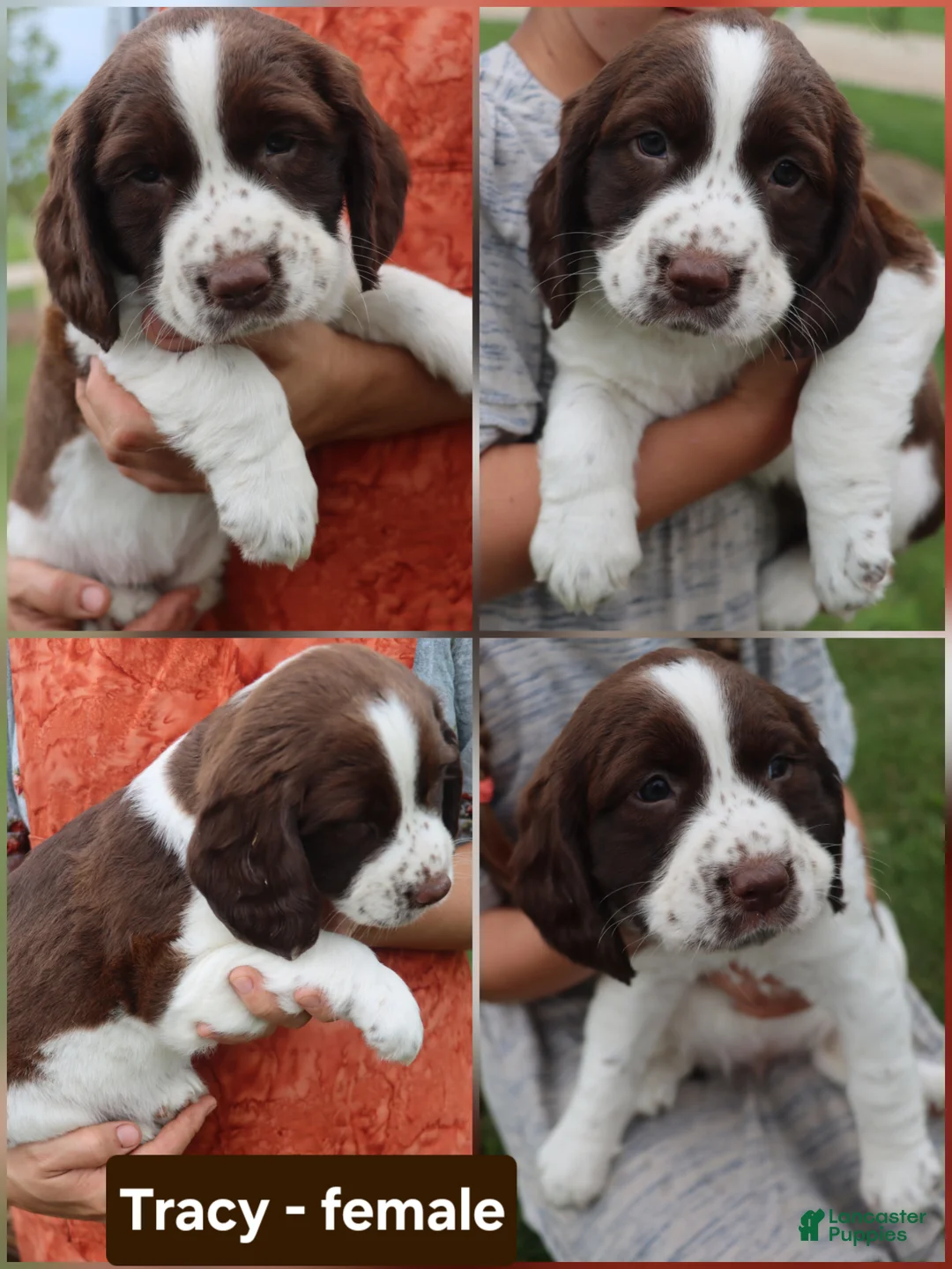 English Springer Spaniel dogs for sale: Tracy  - Ad 1