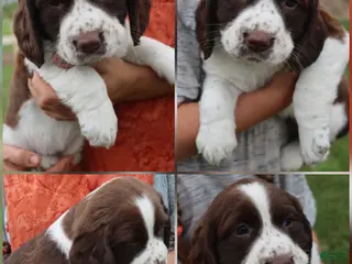 English Springer Spaniel dogs Tracy - Ad 23