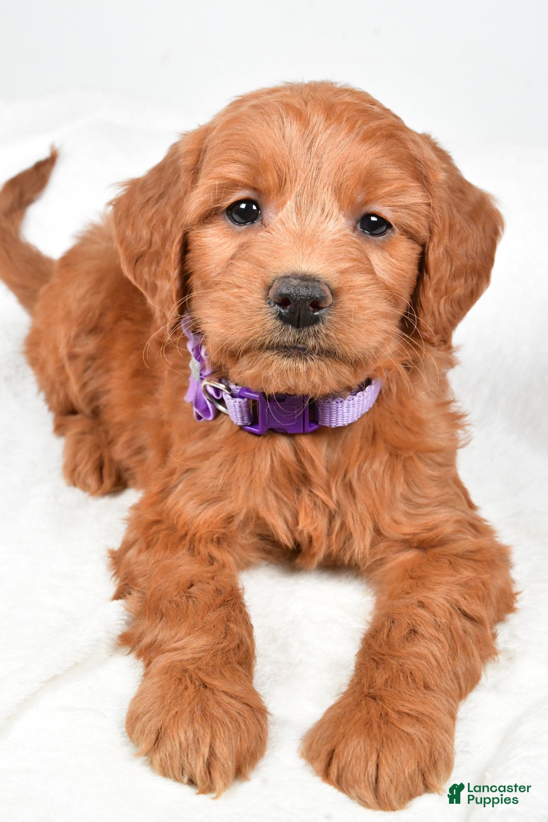 Mini Goldendoodle dogs for sale: Barb - Ad 4