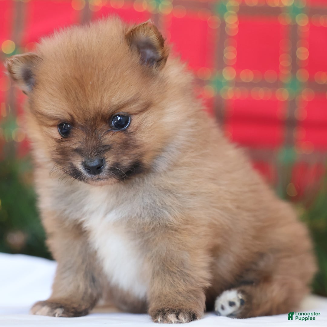 Pomeranian dogs for sale: Rumble - Ad 5
