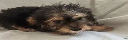 Yorkiepoo dogs for sale: Zeus - Ad 4