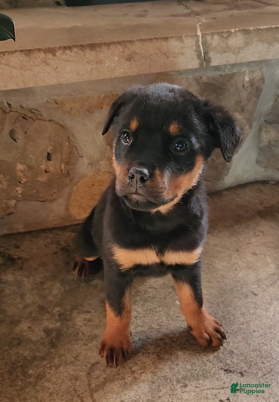 Rottweiler dogs Holly - Ad 35