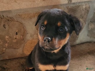 Rottweiler dogs Holly - Ad 35