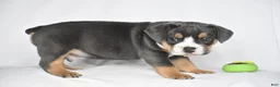 Beabull dogs for sale: Liam - Ad 5
