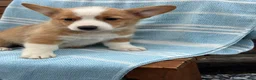 Welsh Corgi Pembroke dogs for sale: Jojo - Ad 7