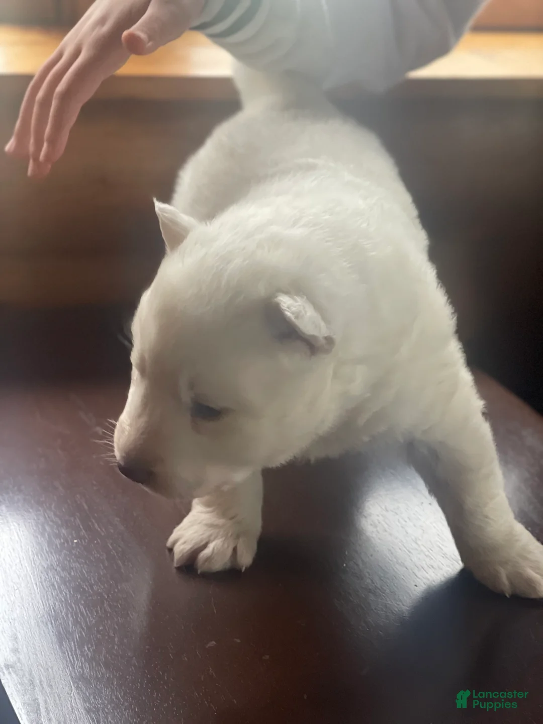 Gallery Image {{count}}