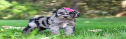 Sheepadoodle dogs for sale: Mimi - Ad 5