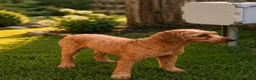 Cavapoo dogs for sale: Lulu - Ad 17