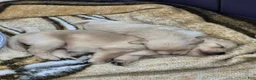 Golden Retriever dogs for sale: Christine - Ad 6