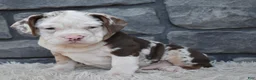 Beabull dogs for sale: Twinkle  - Ad 1