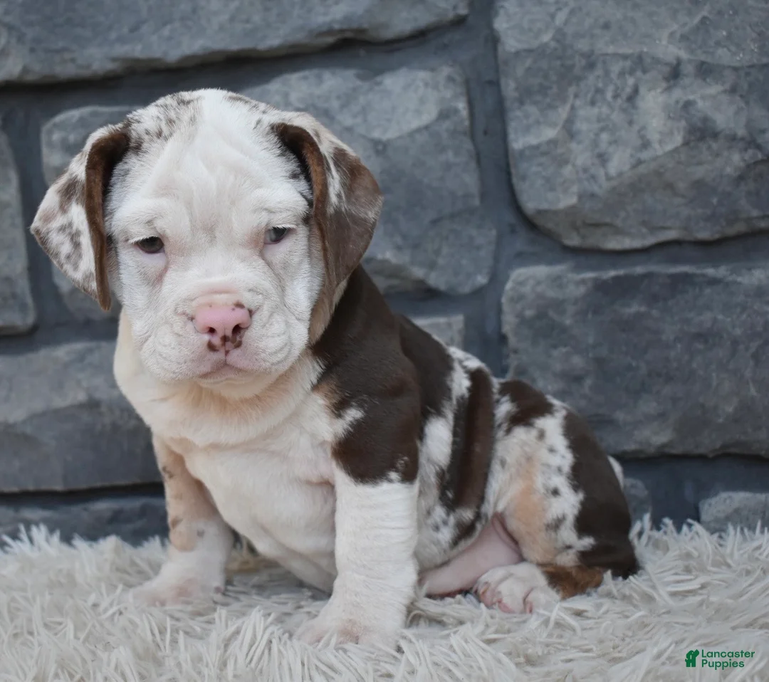 Beabull dogs for sale: Twinkle  - Ad 1