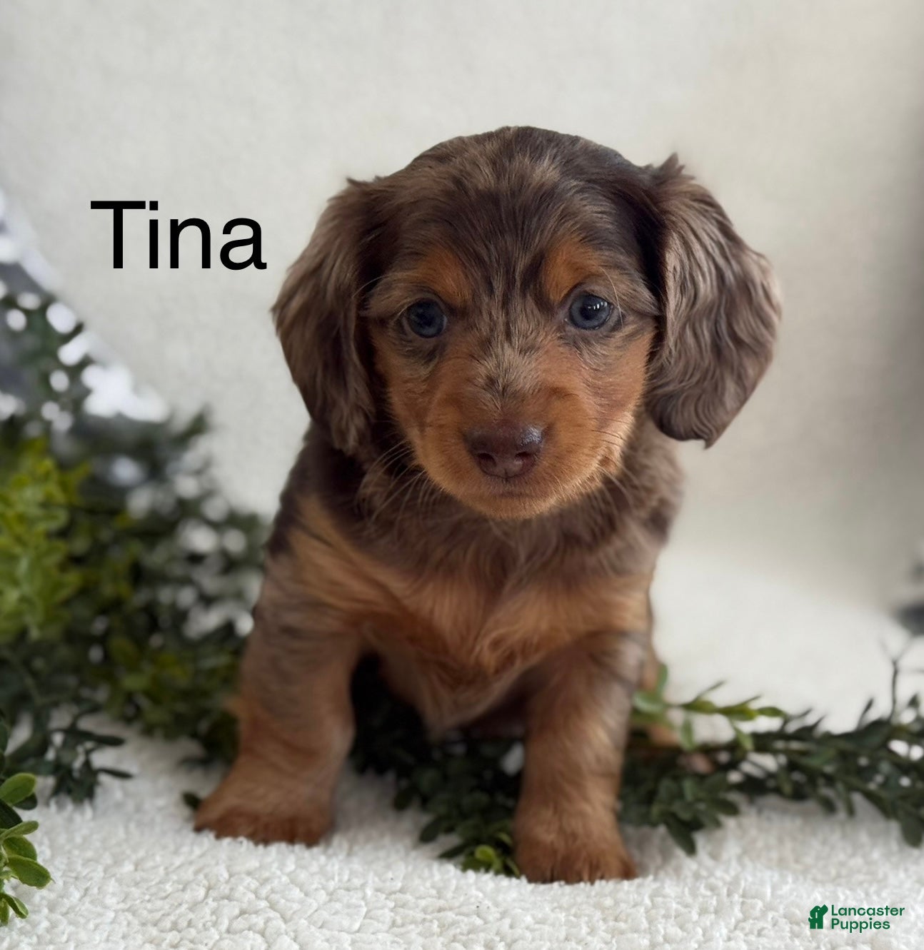 Miniature Dachshund dogs Tina - Ad 39