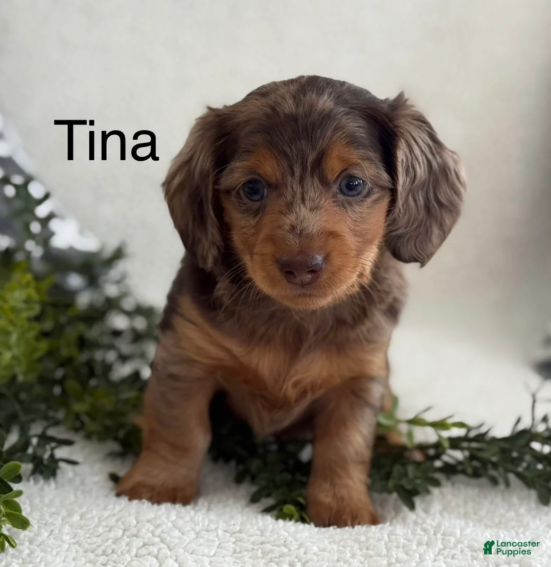 Miniature Dachshund dogs for sale: Tina - Ad 1