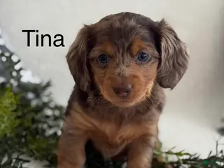Miniature Dachshund dogs Tina - Ad 39