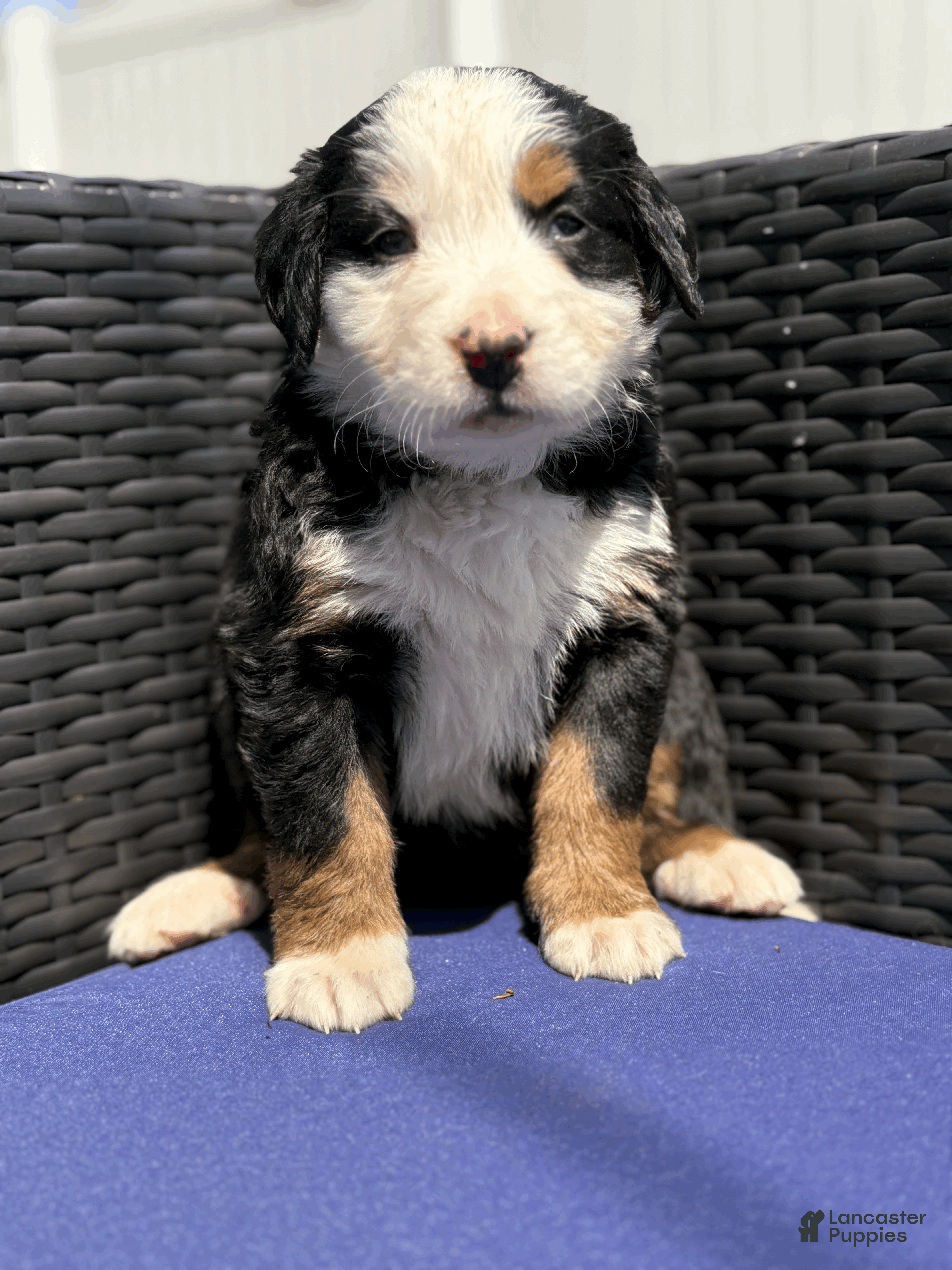 Bernese Mountain Dog dogs Shandy  - Ad 2