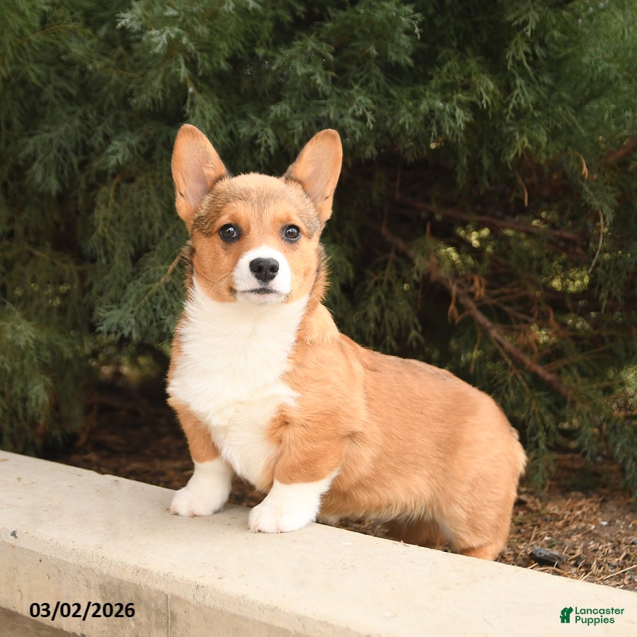 Welsh Corgi Pembroke dogs Tulip - Ad 2