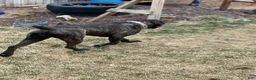 Cane Corso dogs for sale: Cane Corso 3 - Ad 22