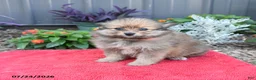 Pomeranian dogs for sale: Hunter - Ad 1