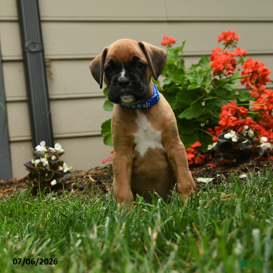 Boxer dogs Dilly - Ad 2