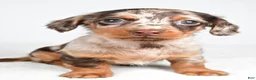 Miniature Dachshund dogs for sale: Sage - Ad 4