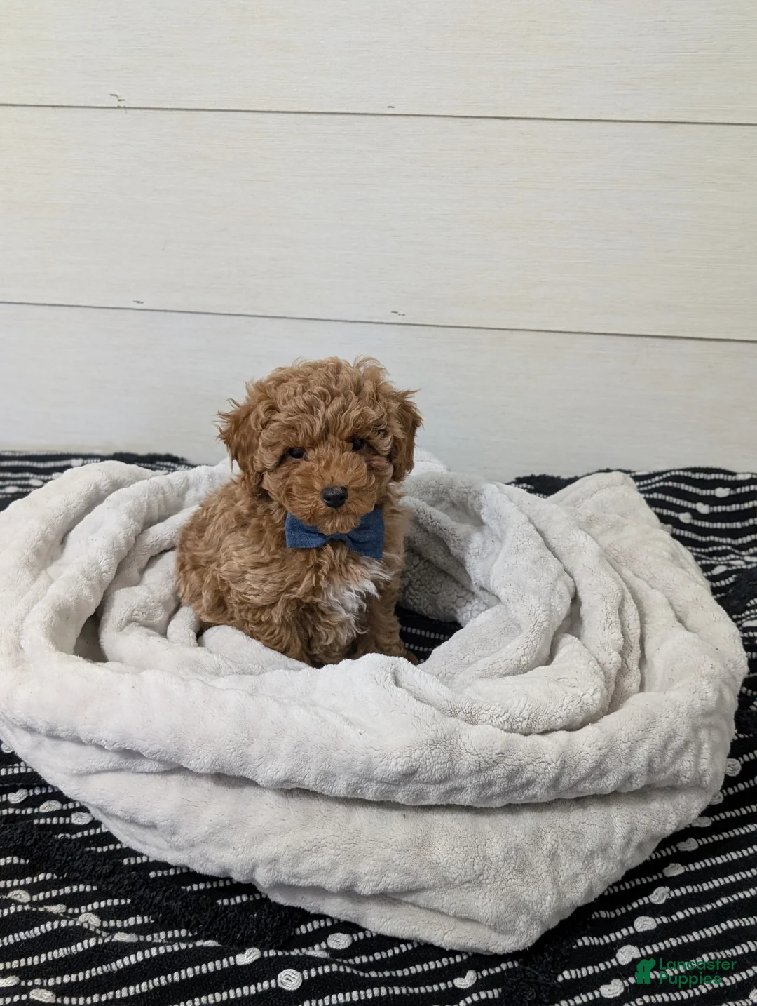 Toy Poodle dogs for sale: Peanut Butter  - Ad 3