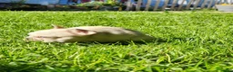 French Bulldog dogs for sale: Mello - Ad 5