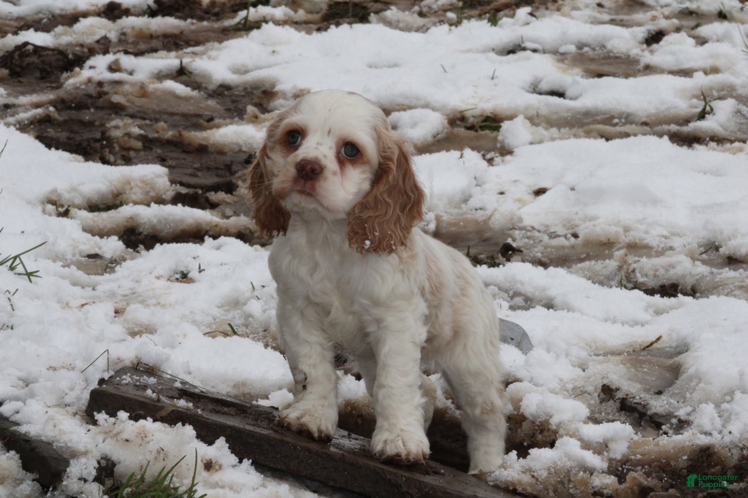 English Cocker Spaniel dogs for sale: Bambi - Ad 3