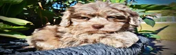 Havapoo dogs for sale: Punky - Ad 4