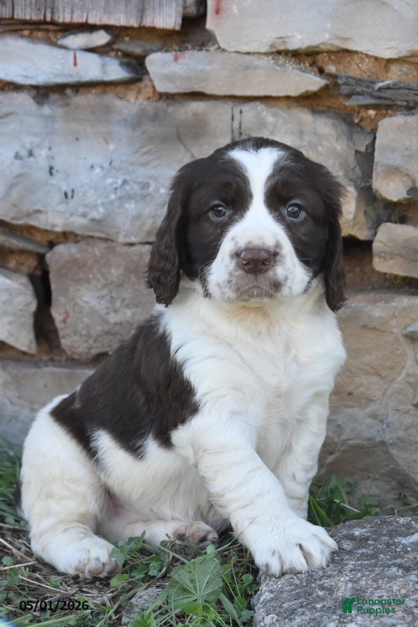 English Springer Spaniel dogs Sparky - Ad 1