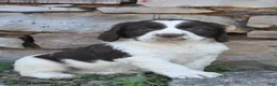 English Springer Spaniel dogs for sale: Sparky - Ad 1