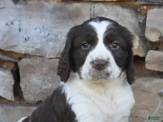 English Springer Spaniel dogs for sale: Sparky - Ad 1
