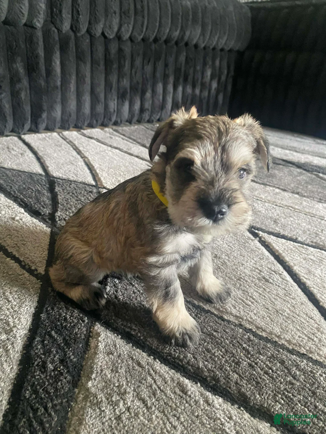 Miniature Schnauzer dogs for sale: Miniature Schnauzer Puppy 4 - Ad 2