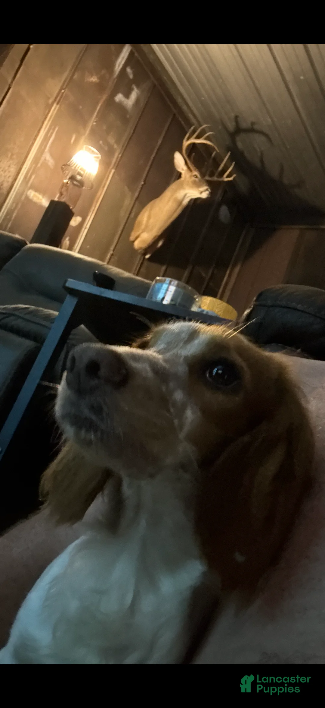 Mixed Breed dogs for sale: Cocker Doodle Boy 3 - Ad 2