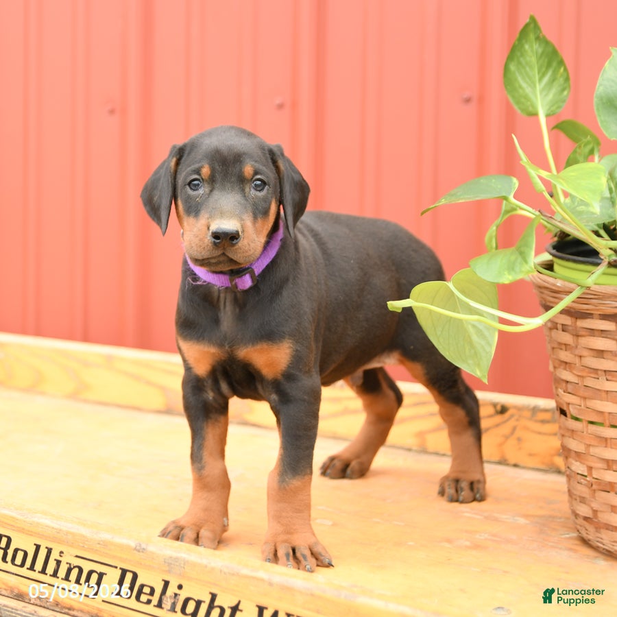 Doberman Pinscher dogs for sale: Woody - Ad 1