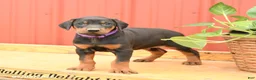 Doberman Pinscher dogs for sale: Woody - Ad 1