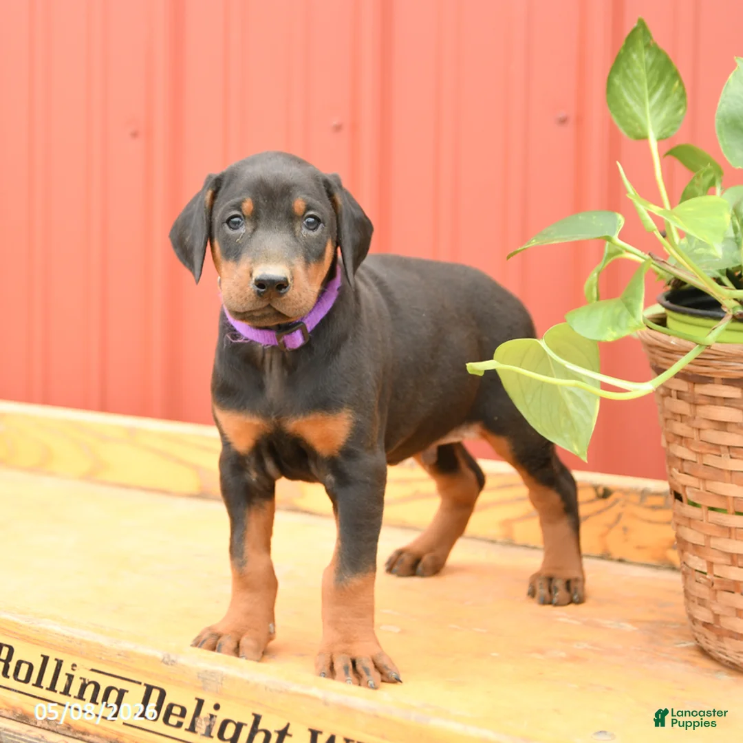 Doberman Pinscher dogs for sale: Woody - Ad 1