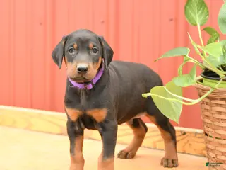 Doberman Pinscher dogs for sale: Woody - Ad 1