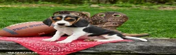 Beagle dogs for sale: Sally - Ad 2