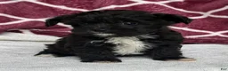 Yochon dogs for sale: Teddy - Ad 4