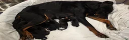 Mixed Breed dogs for sale: Red - Ad 2