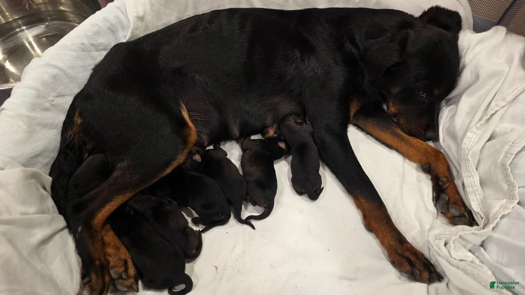 Mixed Breed dogs for sale: Red - Ad 2