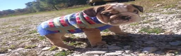 French Bulldog dogs for sale: English bull dog  - Ad 6