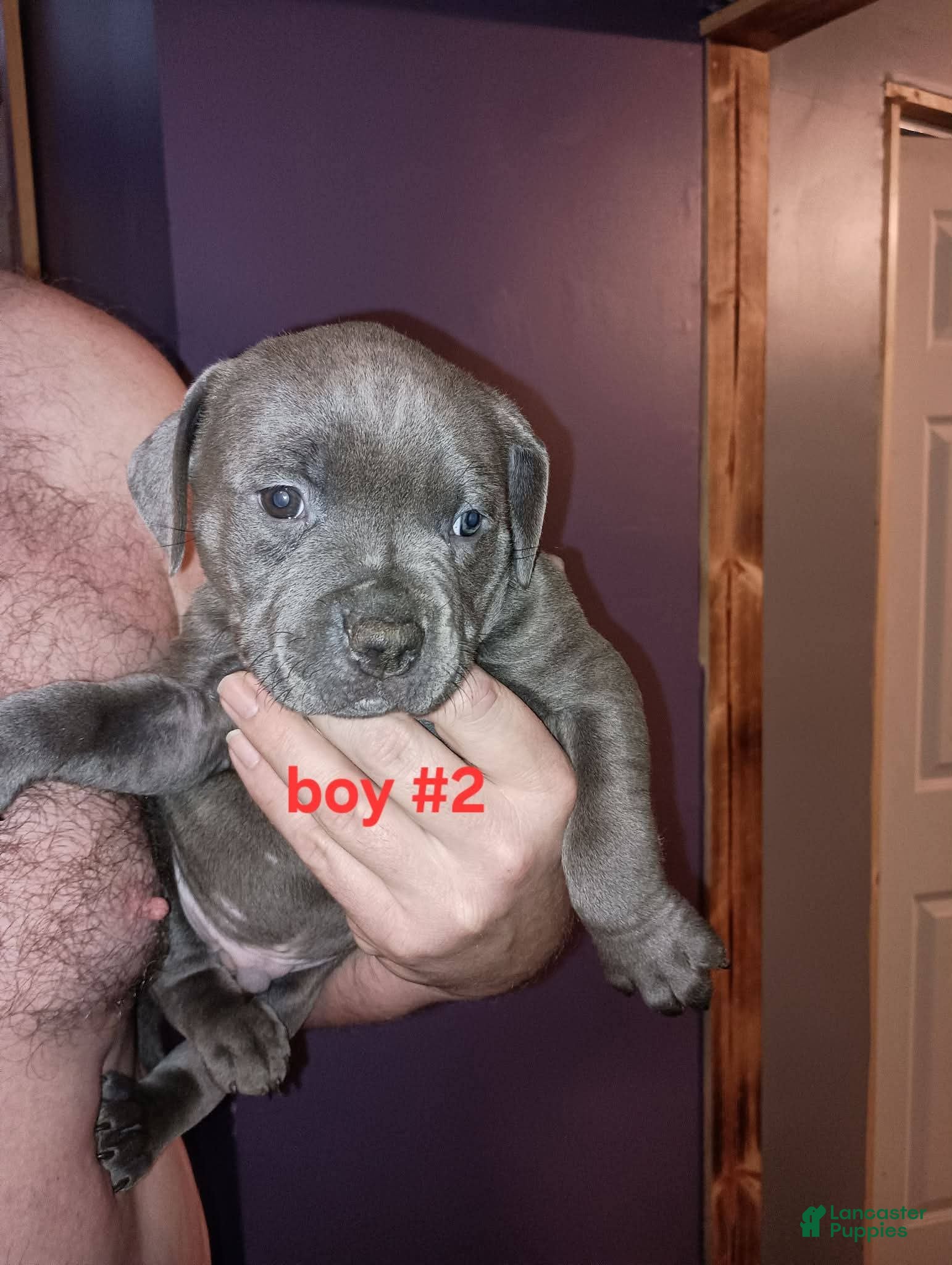 American Pit Bull Terrier dogs American Pit Bull Terrier Puppy 2 - Ad 33