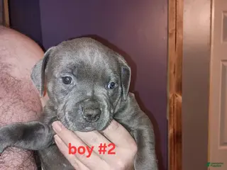 American Pit Bull Terrier dogs American Pit Bull Terrier Puppy 2 - Ad 33