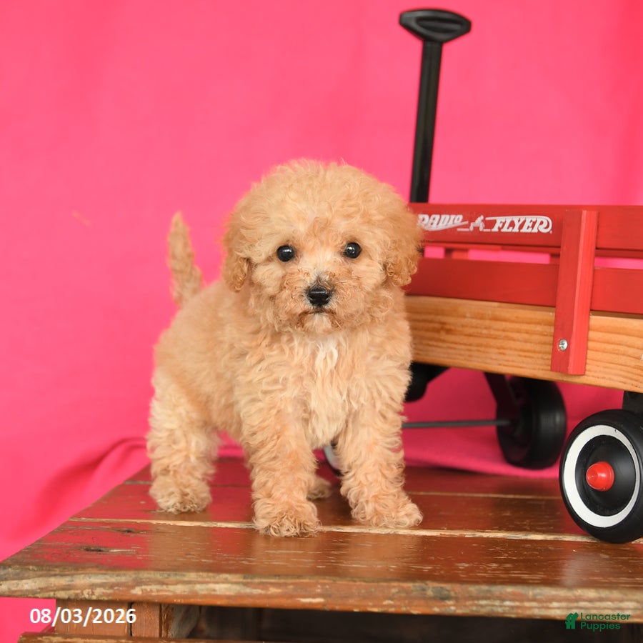 Toy Poodle dogs Tootsie - Ad 1