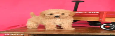 Tootsie