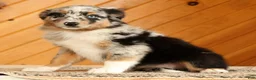 Australian Shepherd dogs for sale: Barbara - Ad 3